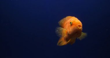 Midas Cichlid, AmPhilophus Citrinellus, Tatlı Su Akvaryumu 'nda yüzen balıklar, Slow Motion 4k