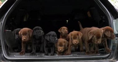 Brown ve Black Labrador Retriever, Bagajdaki Yavrular, Fransa 'daki Normandiya, Slow Motion 4k