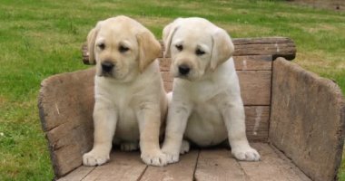 Labrador Retriever, Wheelbarrow 'daki iki sarı yavru, Fransa' daki Normandiya, Slow Motion 4k