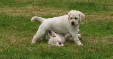 Sarı Labrador Retriever, Çimlerde Oynayan Yavrular, Fransa 'da Normandiya, Yavaş Hareket 4k