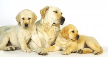 Sarı Labrador Retriever, Beyaz Arkaplanda Sürtük ve Yavrular, Normandiya, Yavaş Hareket 4k
