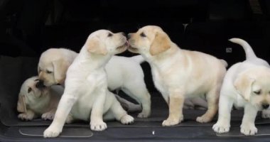 Sarı Labrador Retriever, Bir Arabanın Bagajında Yavrular, Burnu Yalıyor, Fransa 'da Normandiya, Yavaş Hareket 4k
