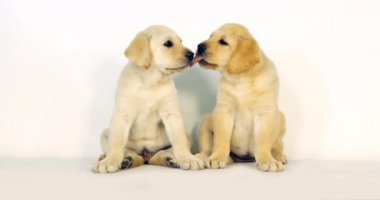 Sarı Labrador Retriever, Yavrular Beyaz Arkaplanda Yalama, Normandiya, Yavaş Hareket 4k