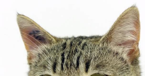 Gato Doméstico Marrón Tabby Retrato Coño Sobre Fondo Blanco Primer — Vídeos de Stock