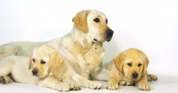 Amarillo Labrador Retriever Perra Cachorros Sobre Fondo Blanco Normandía Cámara — Vídeo de stock