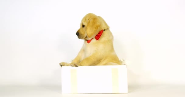 黄色のラブラドール取得 白い背景の贈り物として提供される子犬 ノルマンディー スローモーション4K — ストック動画