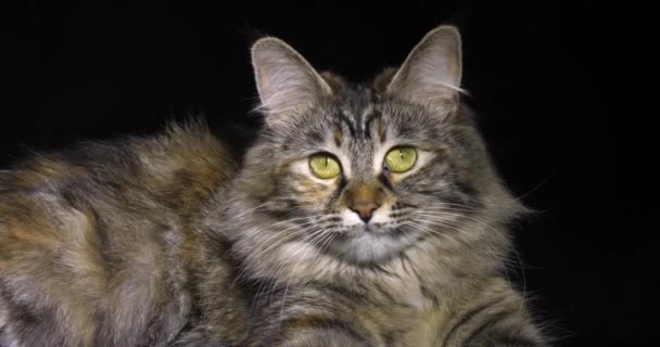 Tortie Maine Coon Domestic Cat Hembra Acostada Sobre Fondo Negro — Vídeo de stock