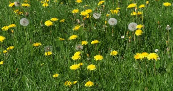 Λιβάδι Λουλούδια Πικραλίδα Taraxacum Officinale Νορμανδία Στη Γαλλία Αργή Κίνηση — Αρχείο Βίντεο