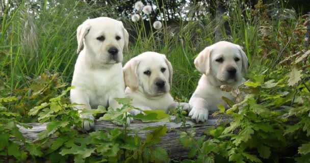 Yellow Labrador Retriever Puppies Vegetation Normandy France Αργή Κίνηση — Αρχείο Βίντεο