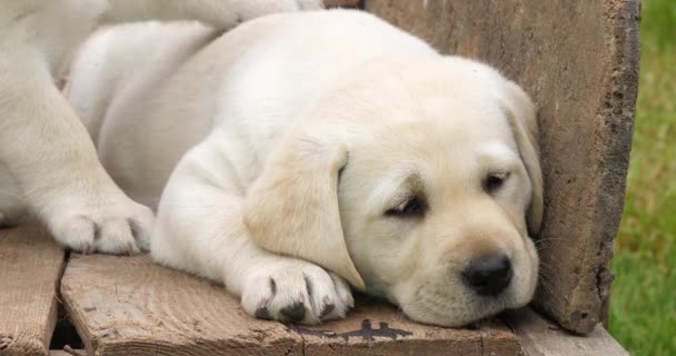 Labrador Retriever Cachorro Amarillo Una Carretilla Dormir Normandía Francia Cámara — Vídeo de stock