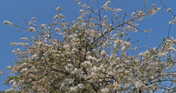 Blooming Cherry Tree Spring Garden — Stock Video