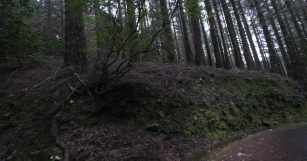 Wald Der Nähe Von Ribeiro Frio Insel Madeira Auf Portugal — Stockvideo