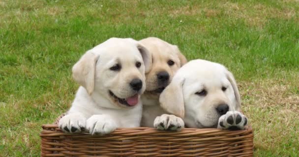 Žlutý Labrador Retrívr Štěňátka Hrají Koši Normandie Francii Pomalý Pohyb — Stock video