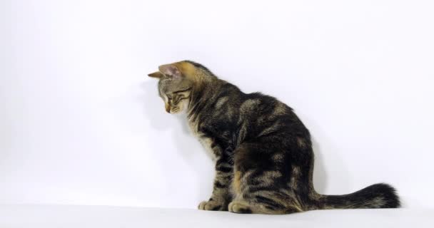 Hnědá Tabby Domácí Kočka Kočička Sedí Bílém Pozadí Pomalý Pohyb — Stock video