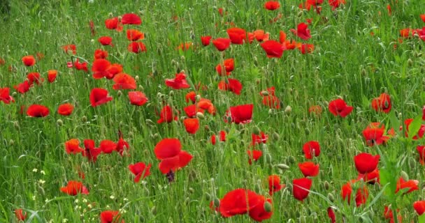 Poppies Field Papaver Rhoeas Bloom Wind Sibenik Croatia Slow Motion — Stock Video