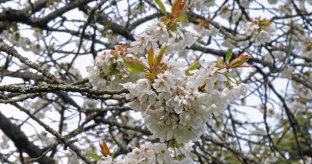 Blooming Cherry Tree Spring Garden — Stock Video