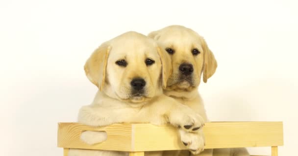 Amarillo Labrador Retriever Cachorros Jugando Una Caja Sobre Fondo Blanco — Vídeos de Stock