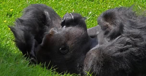Doğu Lowland Gorili Goril Graueri Gümüş Sırt Erkek Çimen Esneme — Stok video