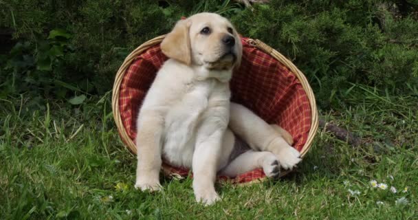 Yellow Labrador Retriever Puppy Spelen Een Mandje Normandië Slow Motion — Stockvideo