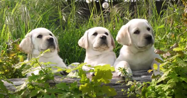 Amarelo Labrador Retriever Filhotes Vegetação Normandia França Câmera Lenta — Vídeo de Stock