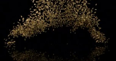 Kakule, karaağaç kakule, baharat Kara Arkaplan 'a karşı patlıyor, Ağır çekim 4k