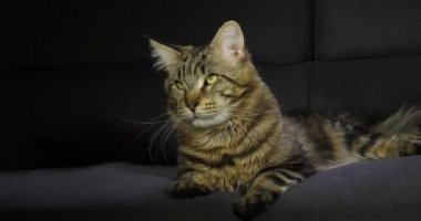 Kahverengi Çizgili Tabby Maine Rakun Evcil Kedi, Siyah Arkaplan 'a karşı yatan Erkek, Fransa' da Normandiya, Ağır çekim 4k