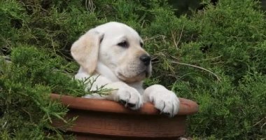 Sarı Labrador Retriever, Yavru Köpek Bir Saksıda Oynuyor, Normandiya, Yavaş Hareket 4k