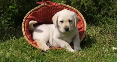 Sarı Labrador Retriever, Yavru Köpek Sepette Oynuyor, Normandiya, Yavaş Hareket 4k