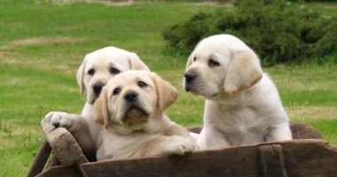Labrador Retriever, Yellow Puppies At a Wheelbarrow, Esneme, Normandy in France, Slow Motion 4k