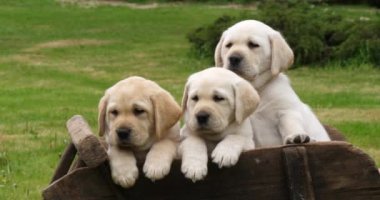 Labrador Retriever, Yellow Puppies in a Wheelbarrow, Normandy in France, Slow Motion 4k
