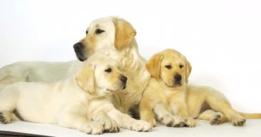 Sarı Labrador Retriever, Beyaz Arkaplanda Sürtük ve Yavrular, Normandiya, Yavaş Hareket 4k
