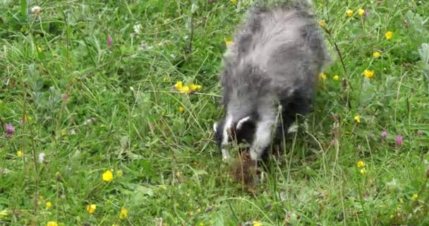 European Badger Meles Meles Adult Walking Grass Normandy France Slow — Stock Video