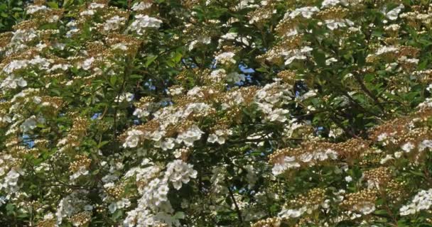 Arbusto Florescente Normandia França Câmera Lenta — Vídeo de Stock