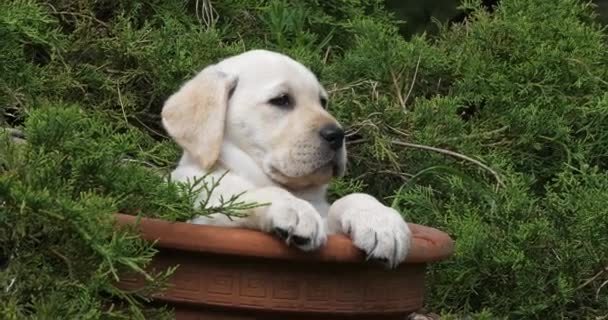 Yellow Labrador Retriever Puppy Playing Flowerpot Normandy Slow Motion — Stock Video