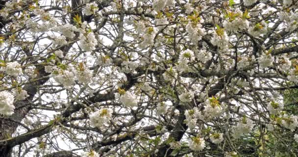 Virágzó Cseresznyefa Prunus Normandia Franciaországban Lassú Mozgás — Stock videók