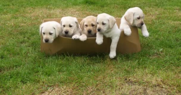 Amarillo Labrador Retriever Cachorros Jugando Una Caja Cartón Normandía Francia — Vídeos de Stock