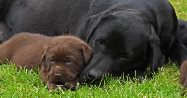 Zwarte Labrador Retriever Teef Bruine Pups Het Gazon Slapen Normandië — Stockvideo