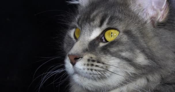 Blue Blotched Tabby Maine Coon Domestic Cat Retrato Mujer Contra — Vídeo de stock