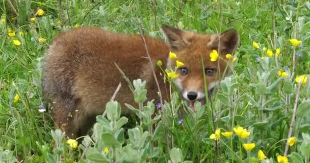 Red Fox Vulpes Vulpes Pup Walking Meadow Yellow Flowers Norfely — стоковое видео