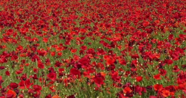 Campo Papoilas Papaver Rhoeas Flor Vento Perto Sibenik Croácia Câmera — Vídeo de Stock