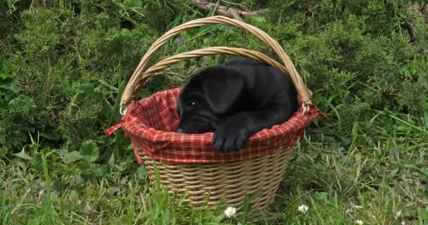 Black Labrador Retriever Puppy Παίζοντας Ένα Καλάθι Νορμανδία Αργή Κίνηση — Αρχείο Βίντεο