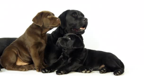 Brown Και Μαύρο Λαμπραντόρ Retriever Σκύλα Και Κουτάβια Λευκό Φόντο — Αρχείο Βίντεο
