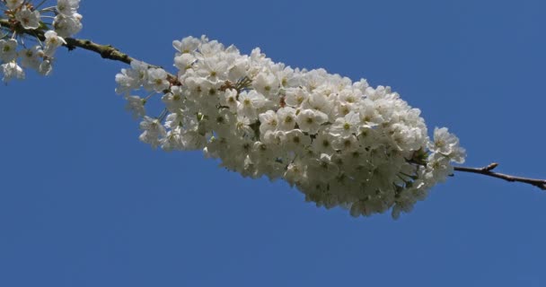 Cerezo Floreciente Jardín Primavera — Vídeos de Stock