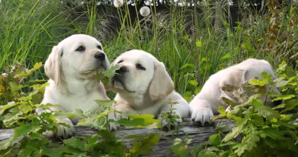 Yellow Labrador Retriever Puppies Vegetation Normandië Frankrijk Slow Motion — Stockvideo