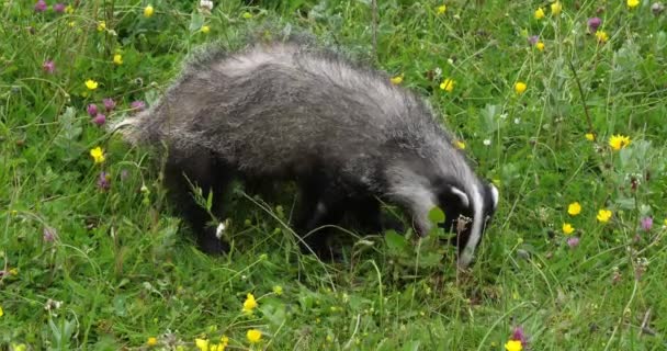 European Badger Meles Meles Felnőtt Séta Füvön Normandia Franciaországban Lassú — Stock videók