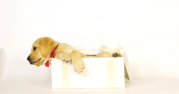黄色のラブラドール取得 白い背景の贈り物として提供される子犬 ノルマンディー スローモーション4K — ストック動画