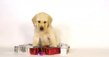 Sarı Labrador Retriever, Köpek Yavrusu ve Beyaz Arkaplanda Hediyeler, Normandiya, Yavaş Hareket 4k