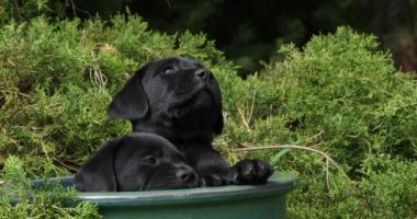 Siyah Labrador Retriever, Yavrular Bir Saksıda Oynuyor, Normandiya, Yavaş Film 4k