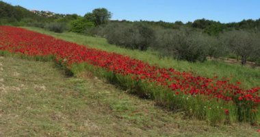 Haşhaş tarlası, papaver rhoeas, çiçek açmış, Hırvatistan 'ın Sibenik kenti yakınlarında zeytin ağaçları, yavaş çekim 4k