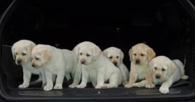 Sarı Labrador Retriever, Bir Arabanın Bagajında Yavrular, Fransa 'da Normandiya, Yavaş Hareket 4k